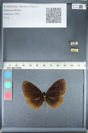 Media type: image;   Entomology 160499
